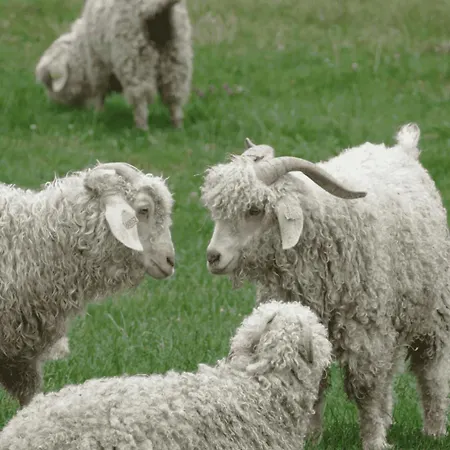 Joy Tiny House Perche *