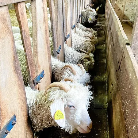 Роскошный шатер Joy Tiny House Perche