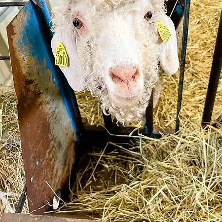 Joy Tiny House Perche * La Madeleine-Bouvet