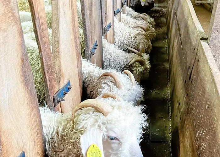 Luxury tent Joy Tiny House Perche