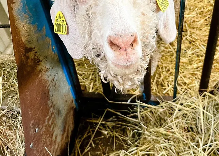 Joy Tiny House Perche * La Madeleine-Bouvet